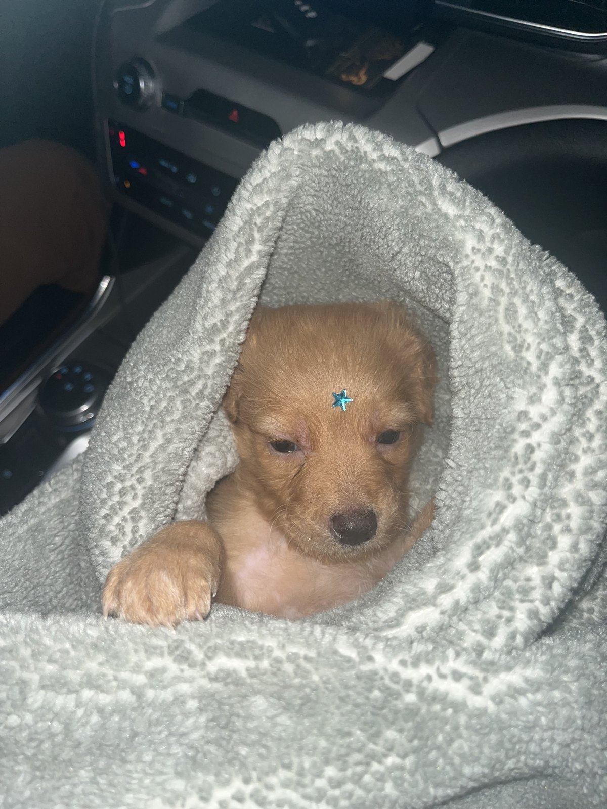 Hermoso bebe amarillo