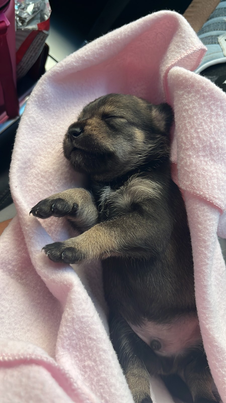 Hermoso bebé de 13 días en adopción
